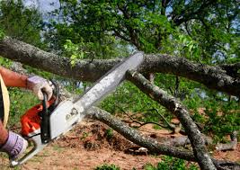 Best Tree Risk Assessment  in USA